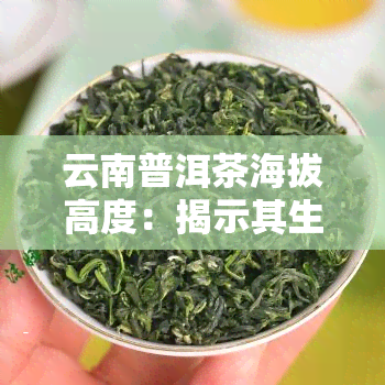 云南普洱茶海拔高度：揭示其生长环境的关键因素