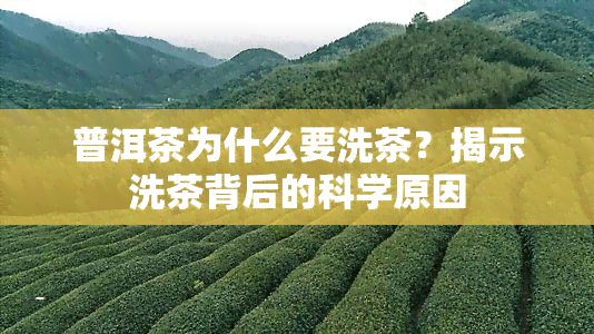 普洱茶为什么要洗茶？揭示洗茶背后的科学原因