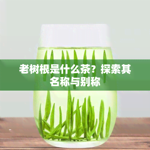 老树根是什么茶？探索其名称与别称