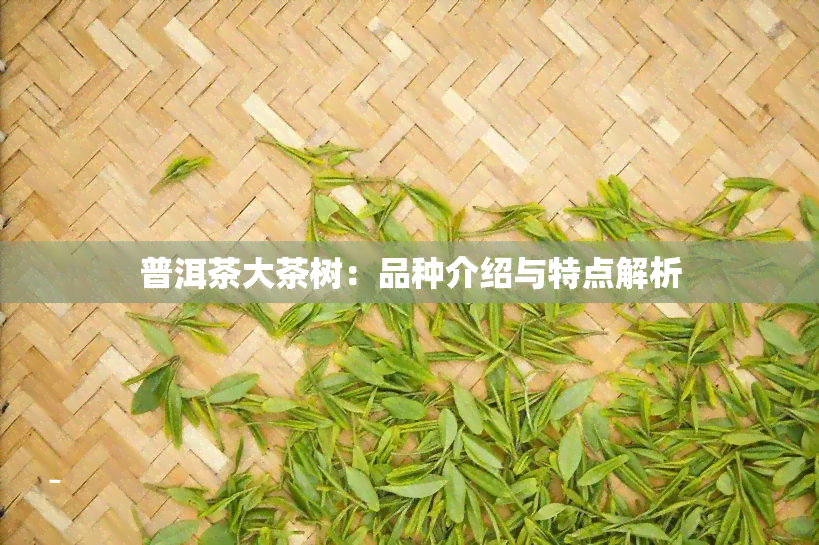 普洱茶大茶树：品种介绍与特点解析