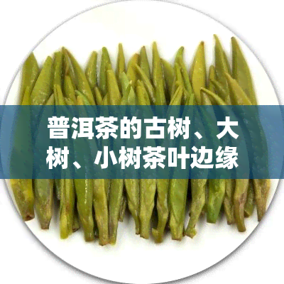 普洱茶的古树、大树、小树茶叶边缘：有何区别？