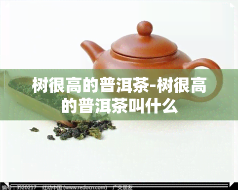 树很高的普洱茶-树很高的普洱茶叫什么