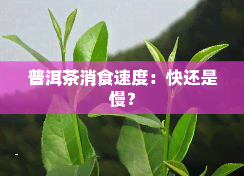 普洱茶消食速度：快还是慢？