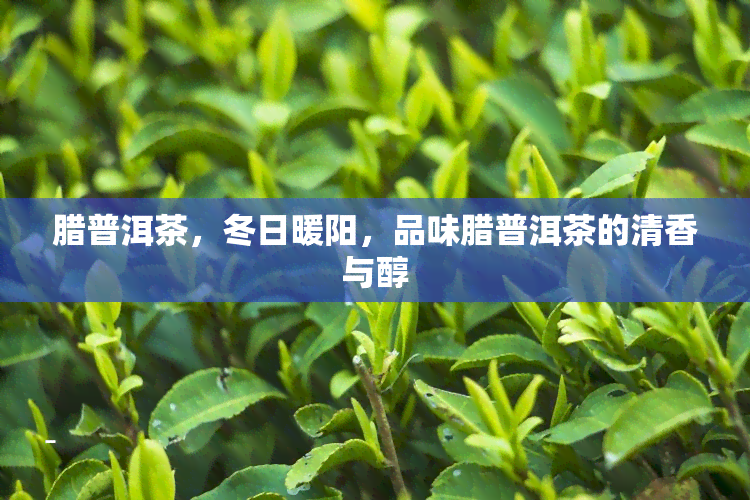 腊普洱茶，冬日暖阳，品味腊普洱茶的清香与醇