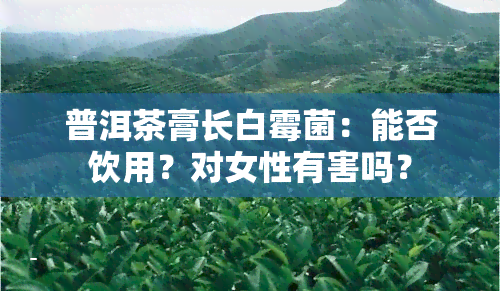 普洱茶膏长白霉菌：能否饮用？对女性有害吗？