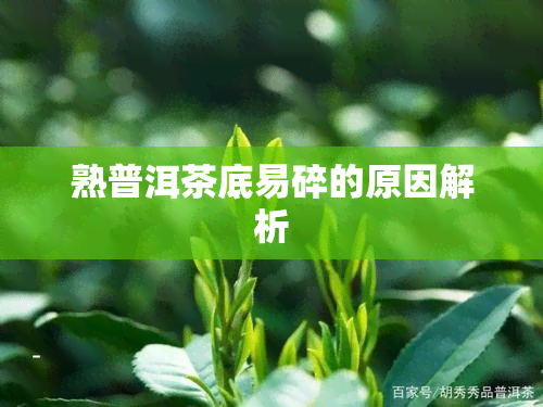 熟普洱茶底易碎的原因解析