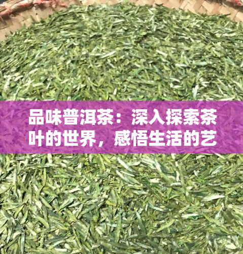 品味普洱茶：深入探索茶叶的世界，感悟生活的艺术