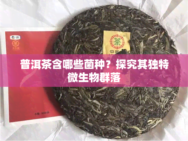 普洱茶含哪些菌种？探究其独特微生物群落