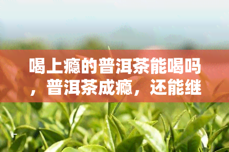 喝上瘾的普洱茶能喝吗，普洱茶成瘾，还能继续饮用吗？