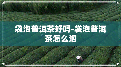 袋泡普洱茶好吗-袋泡普洱茶怎么泡