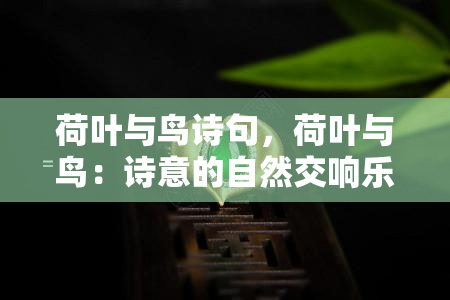 荷叶与鸟诗句，荷叶与鸟：诗意的自然交响乐