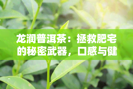 龙润普洱茶：拯救肥宅的秘密武器，口感与健并存，你值得拥有！