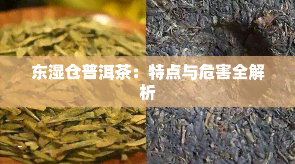 东湿仓普洱茶：特点与危害全解析