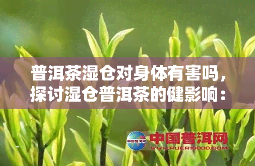 普洱茶湿仓对身体有害吗，探讨湿仓普洱茶的健影响：是否有害？