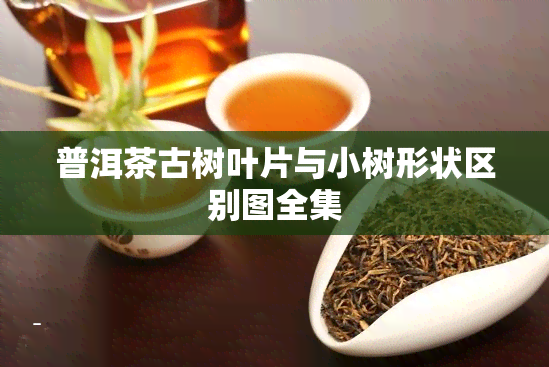 普洱茶古树叶片与小树形状区别图全集