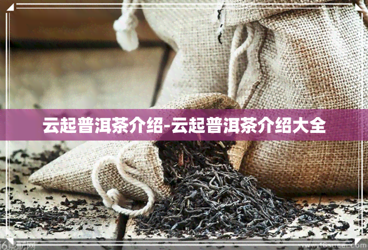 云起普洱茶介绍-云起普洱茶介绍大全