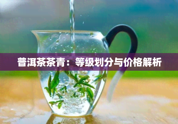 普洱茶茶青：等级划分与价格解析