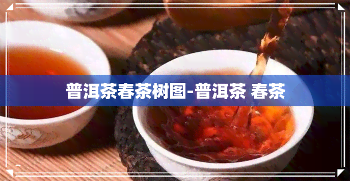 普洱茶春茶树图-普洱茶 春茶