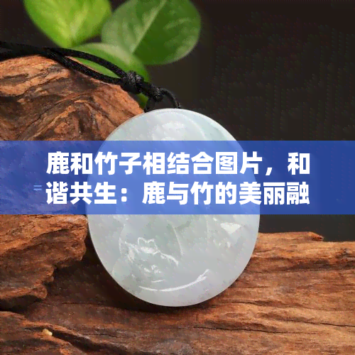 鹿和竹子相结合图片，和谐共生：鹿与竹的美丽融合