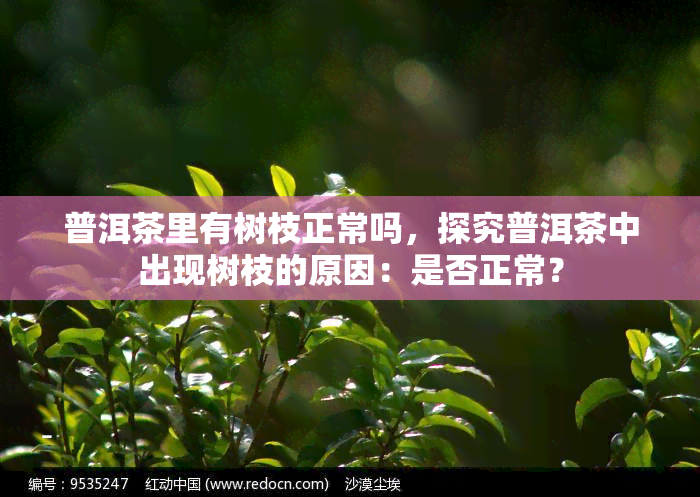 普洱茶里有树枝正常吗，探究普洱茶中出现树枝的原因：是否正常？