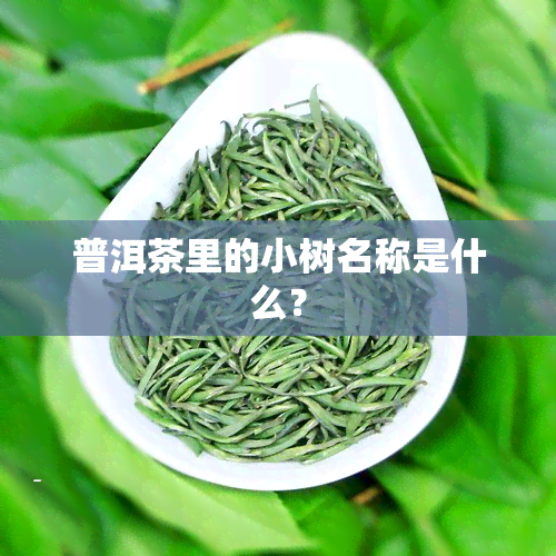 普洱茶里的小树名称是什么？