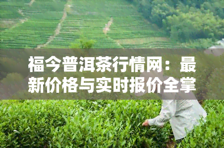 福今普洱茶行情网：最新价格与实时报价全掌握