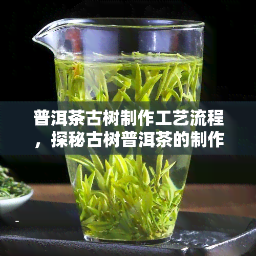 普洱茶古树制作工艺流程，探秘古树普洱茶的制作工艺流程