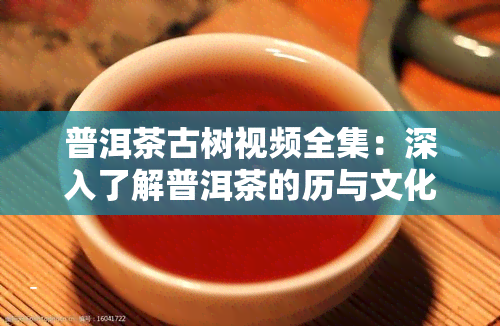 普洱茶古树视频全集：深入了解普洱茶的历与文化