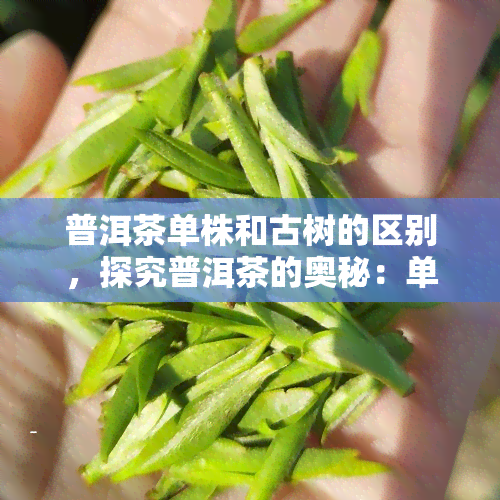 普洱茶单株和古树的区别，探究普洱茶的奥秘：单株与古树的不同之处