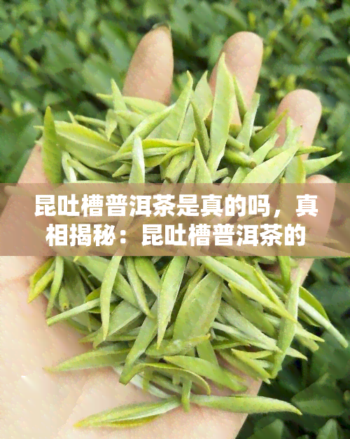 昆吐槽普洱茶是真的吗，真相揭秘：昆吐槽普洱茶的背后，是否真的存在问题？