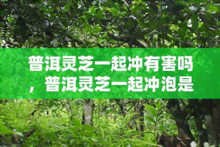 普洱灵芝一起冲有害吗，普洱灵芝一起冲泡是否安全？专家解析