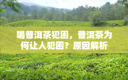 喝普洱茶犯困，普洱茶为何让人犯困？原因解析