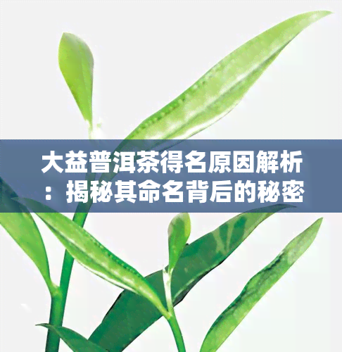 大益普洱茶得名原因解析：揭秘其命名背后的秘密