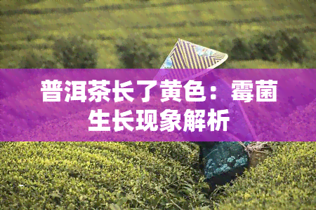 普洱茶长了黄色：霉菌生长现象解析