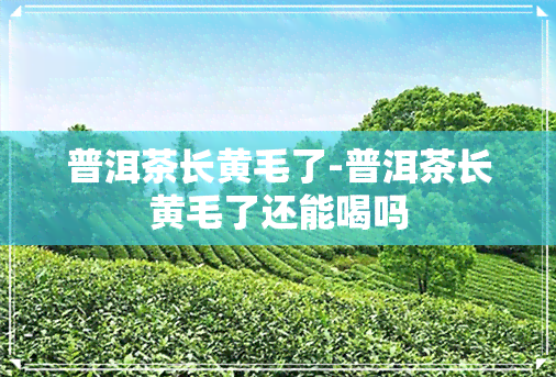 普洱茶长黄毛了-普洱茶长黄毛了还能喝吗