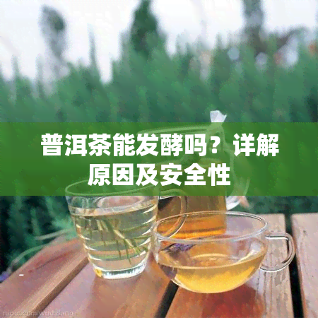 普洱茶能发酵吗？详解原因及安全性