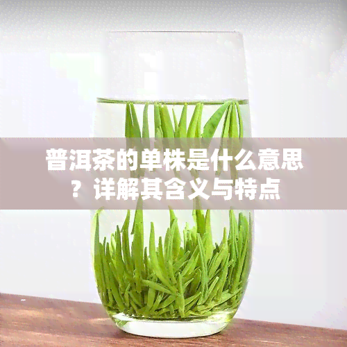 普洱茶的单株是什么意思？详解其含义与特点