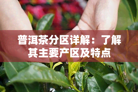 普洱茶分区详解：了解其主要产区及特点