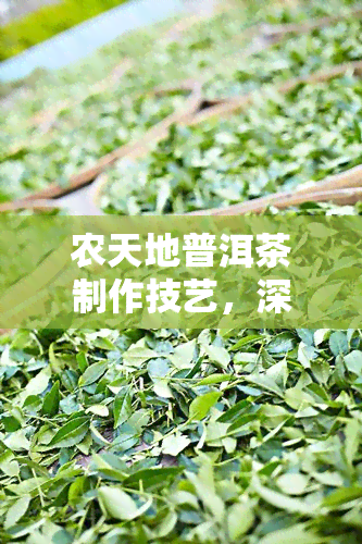 农天地普洱茶制作技艺，深入了解农天地普洱茶制作技艺的奥秘