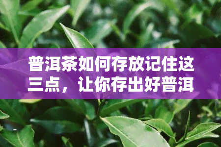 普洱茶如何存放记住这三点，让你存出好普洱！