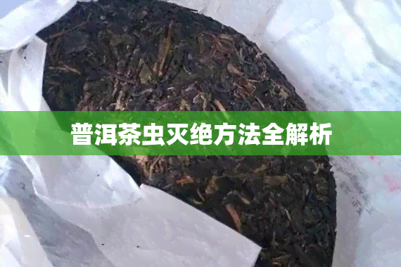 普洱茶虫灭绝方法全解析