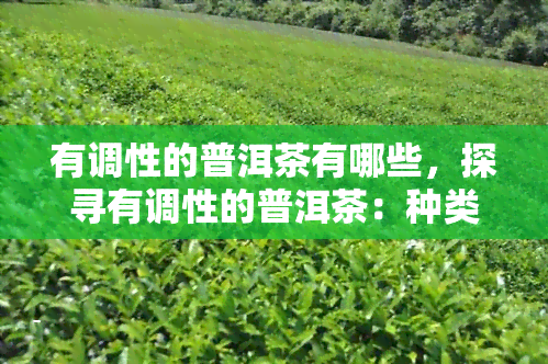 有调性的普洱茶有哪些，探寻有调性的普洱茶：种类与特点解析