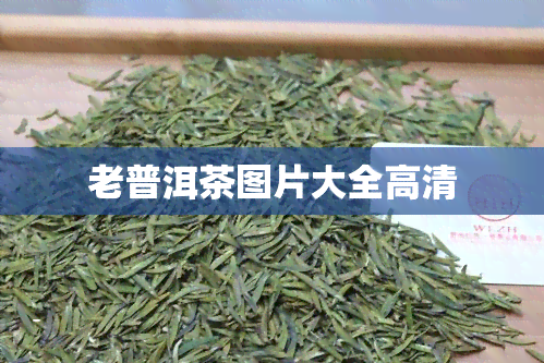 老普洱茶图片大全高清