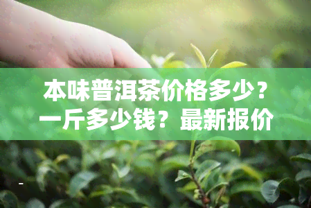 本味普洱茶价格多少？一斤多少钱？最新报价