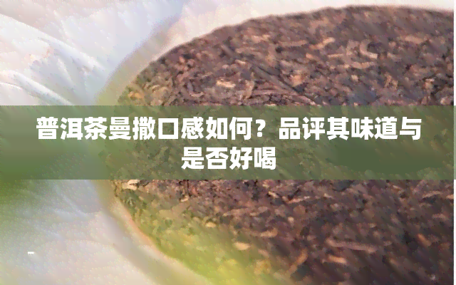 普洱茶曼撒口感如何？品评其味道与是否好喝