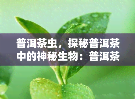 普洱茶虫，探秘普洱茶中的神秘生物：普洱茶虫的生态与功效