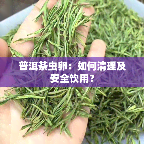 普洱茶虫卵：如何清理及安全饮用？