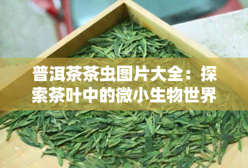 普洱茶茶虫图片大全：探索茶叶中的微小生物世界