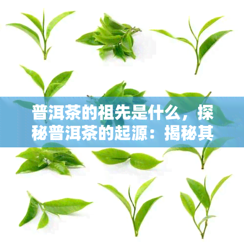 普洱茶的祖先是什么，探秘普洱茶的起源：揭秘其祖先的身份和历