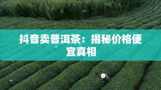 抖音卖普洱茶：揭秘价格便宜真相